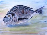 13 - Bill Crouch 'The Fish' Watercolour.JPG